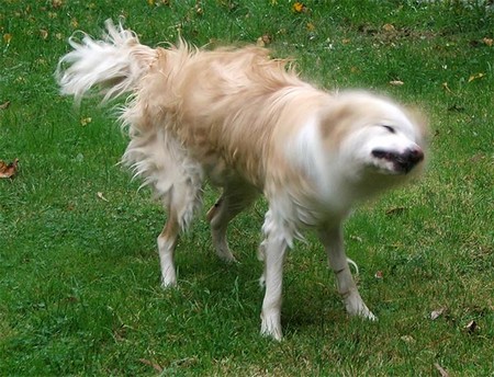 狗狗站不稳还摇晃腿发抖怎么回事,狗狗为什么会发抖抖到牙齿打颤