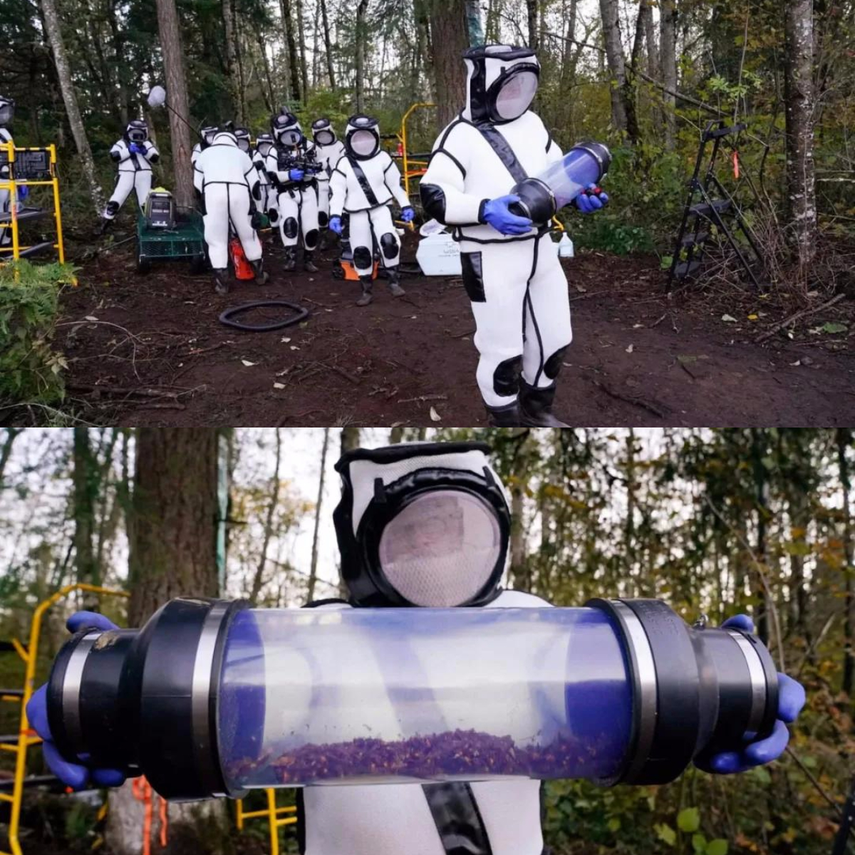 杀人蜂为什么那么可怕,杀人蜂到底有多厉害