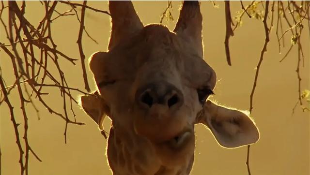 40部宝藏级bbc纪录片,bbc十大必看纪录片