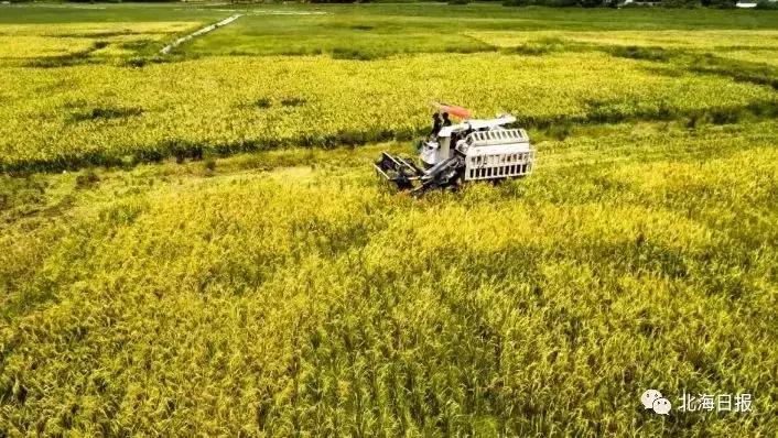 袁隆平培育的海水稻亩产多少斤,袁隆平十万亩海水稻硕果累累