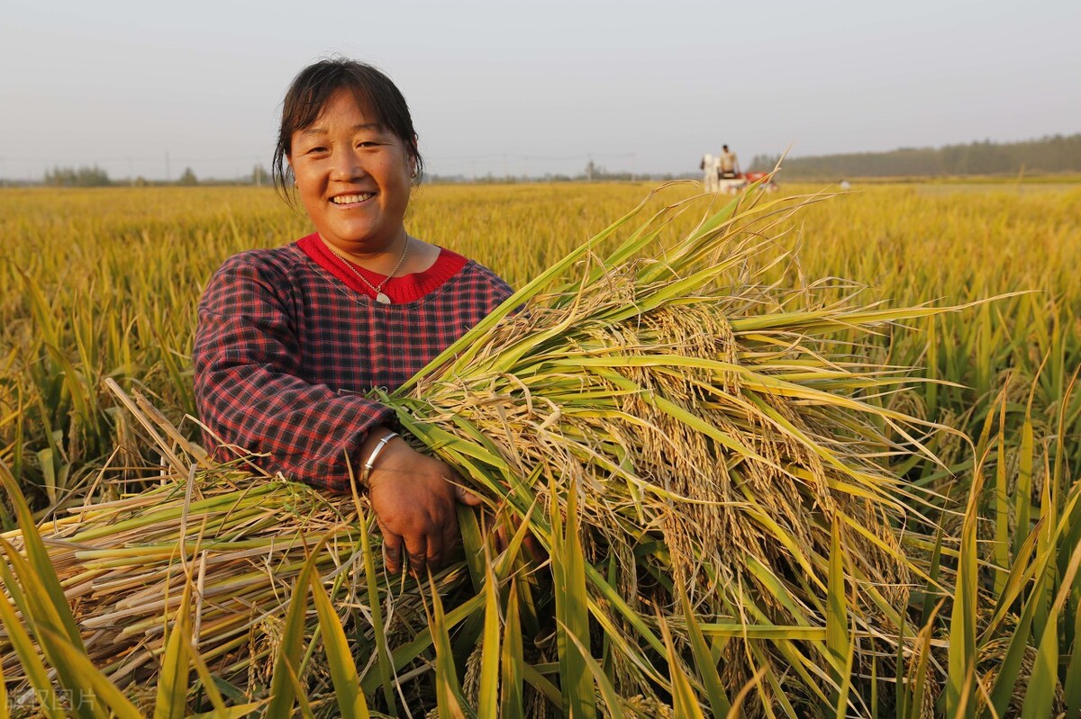 新米糍粑,糯米糍粑又香又糯纯手工