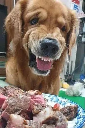 一只易怒的金毛会有多可怕,大金毛能有多温顺