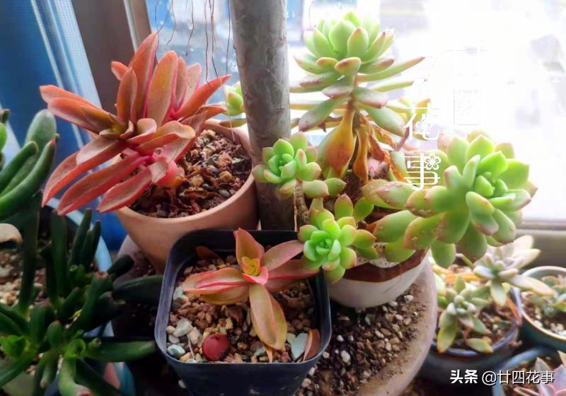 阳台太小怎么养多肉,阳台适合养什么花不生病