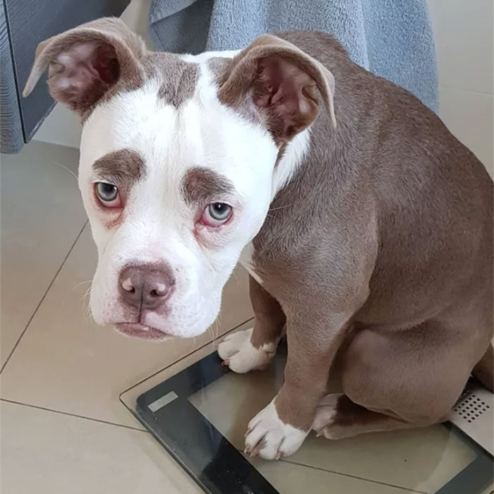 幼犬细小心肌炎的症状,小狗肺炎呼吸急促应该怎么缓解