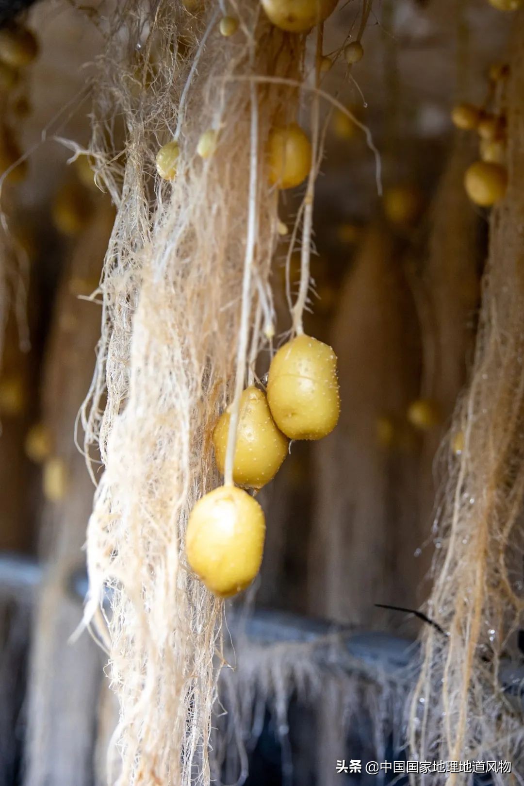 甘肃人的土豆,甘肃人的寿命长吗