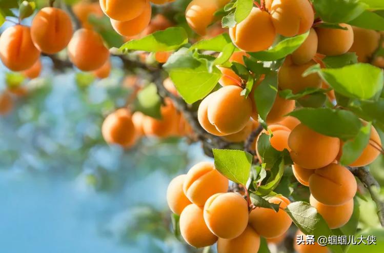 所有的新疆特产,旅游从新疆带的特产