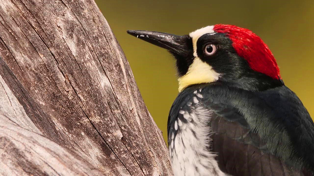 啄木鸟把树啄死,啄木鸟把树啄得千疮百孔能补偿么