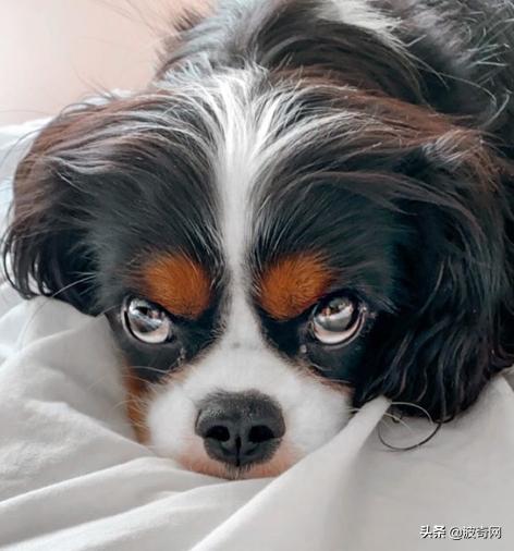 不喂狗会复位吗,不喂狗的下场