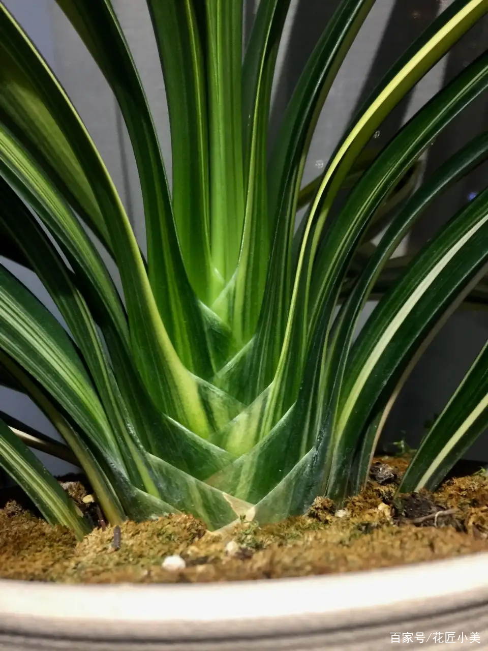 君子兰如何才能养得更茂盛,君子兰怎么养才能长直