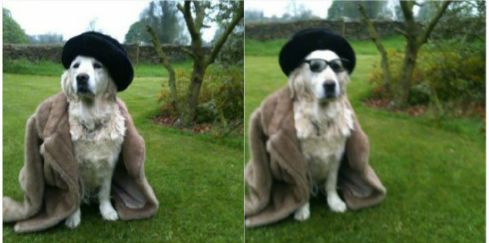 动物世界里最懒的动物是哪个,世上最懒的动物是猪