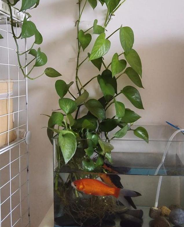 如何让绿萝在鱼缸里面疯长,绿萝的肥料可以放鱼缸里吗