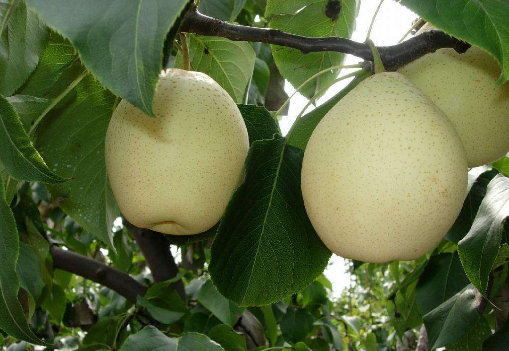 清华学霸讲数学全集,清华学生理综300分