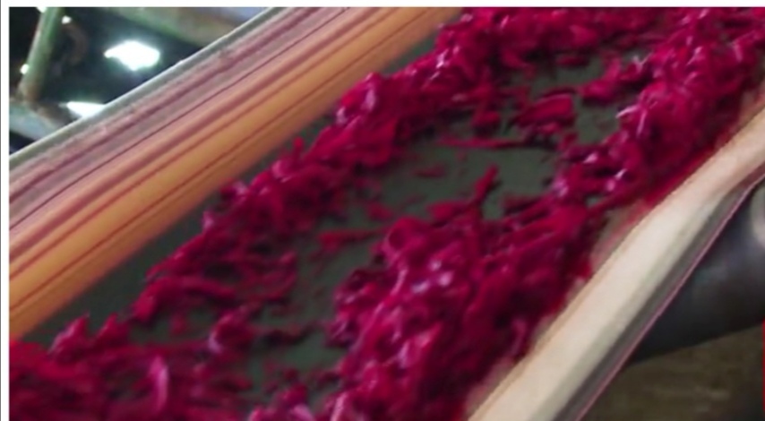 【跋涉边境亲吻祖国】58、奇台:红花似火的边境县…