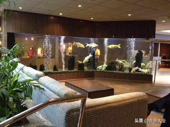 锦鲤新池如何养水,没有梦想的鱼