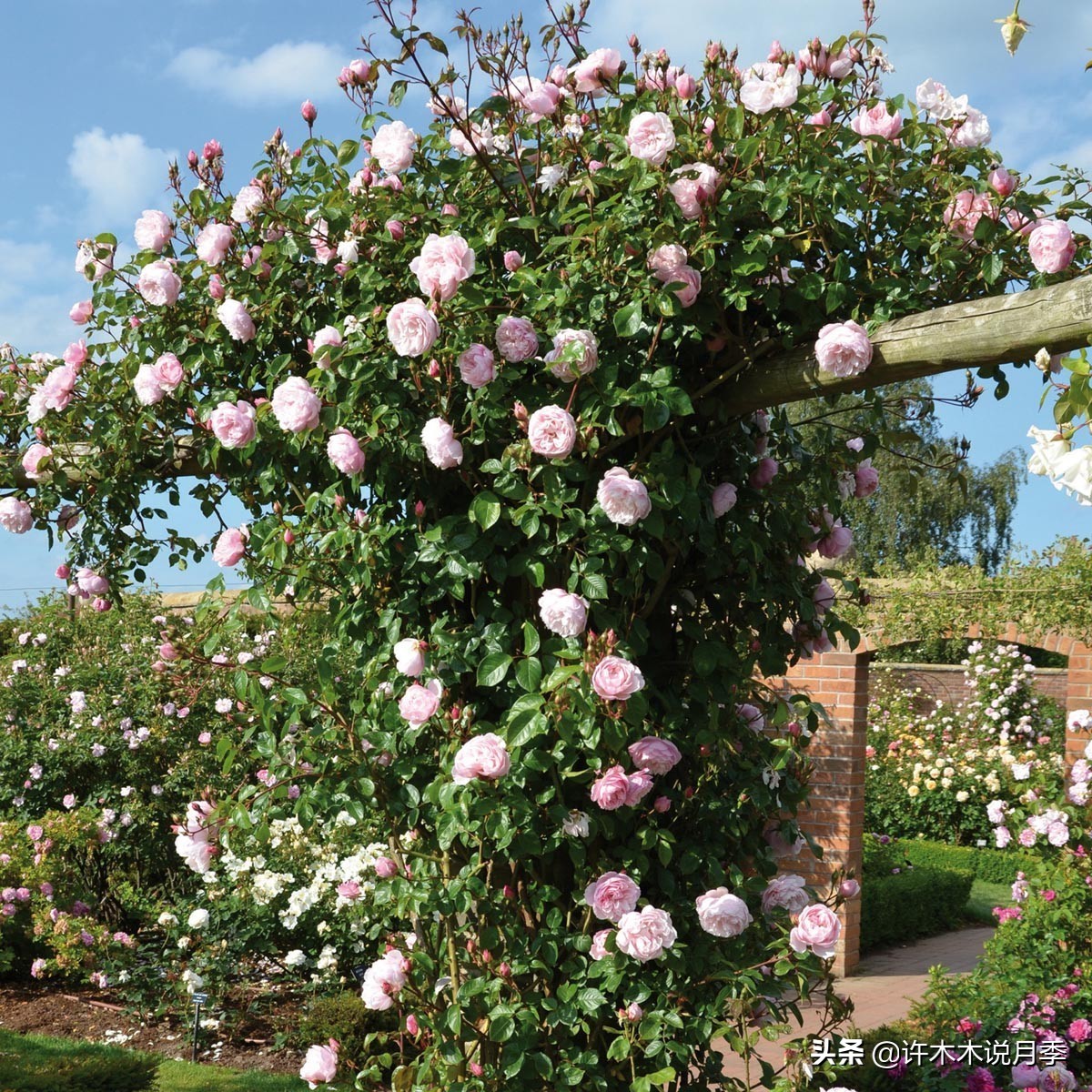 月季常见4种病,月季黑杆病怎么处理