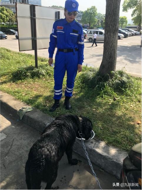 第二只金钱豹被搜救犬咬死,金钱豹被几只狗拿下