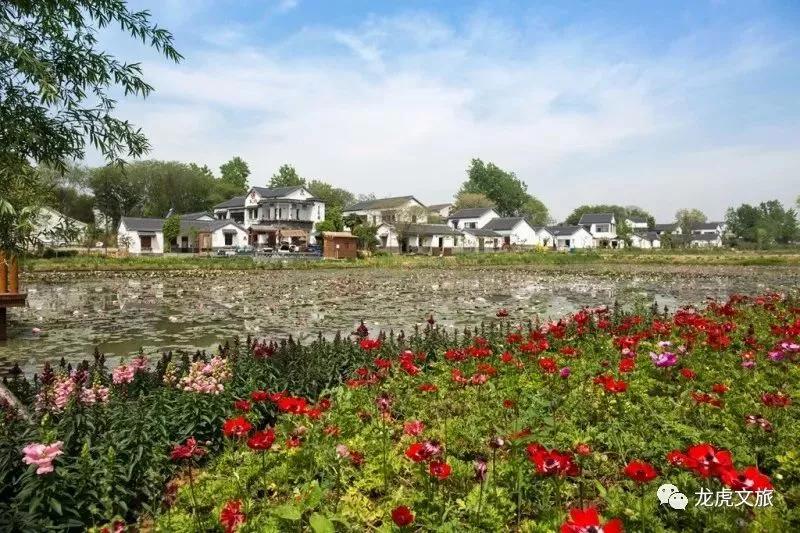 南京溧水千亩玫瑰,南京玫瑰园千亩花海迎来盛花期