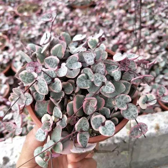 多肉吊兰哪种比较好养,哪种吊兰多肉耐寒耐晒