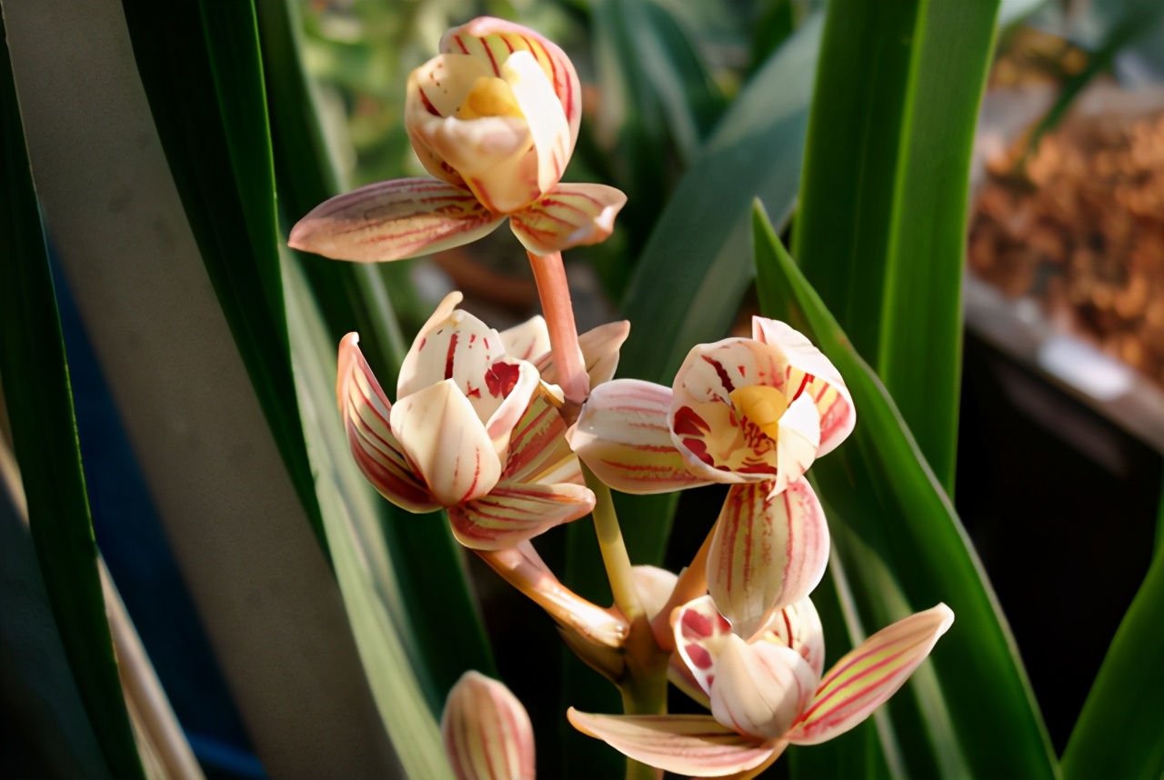 新手养莲瓣兰花,新手养兰选择什么品种的兰花好