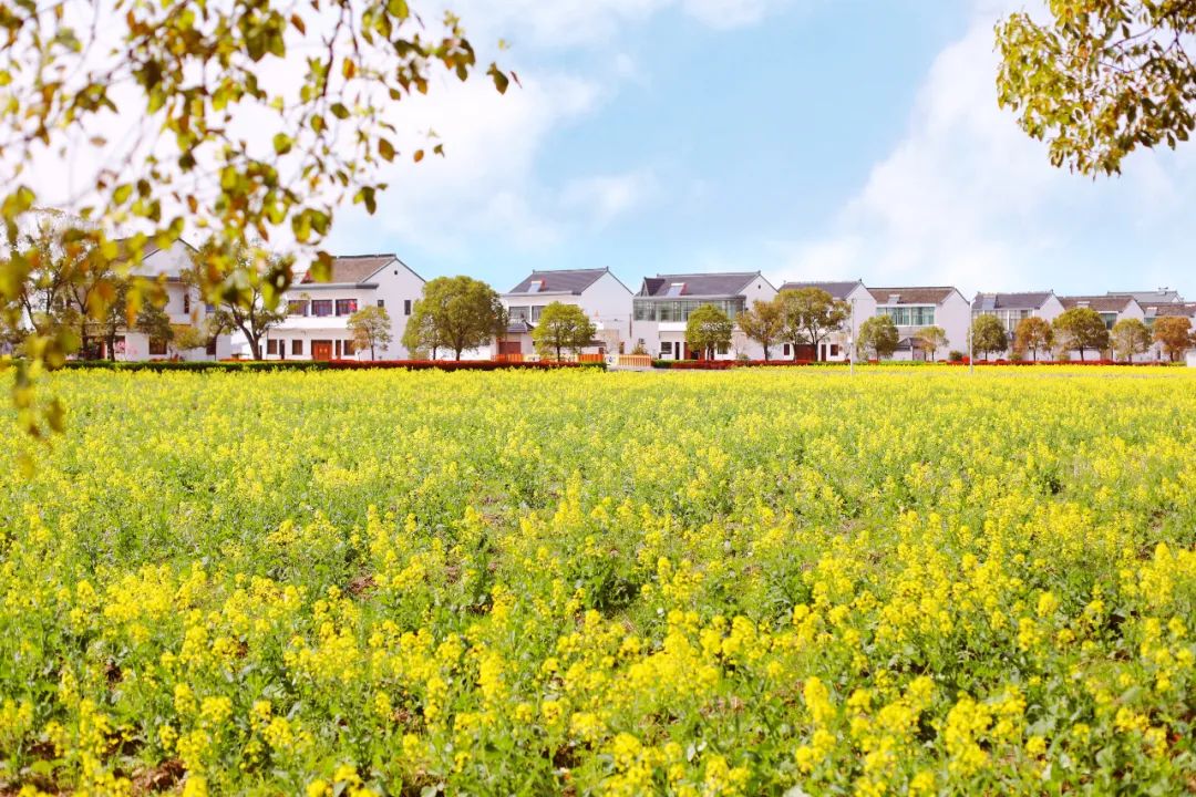 苏州的农村风光,苏州水乡农村风景