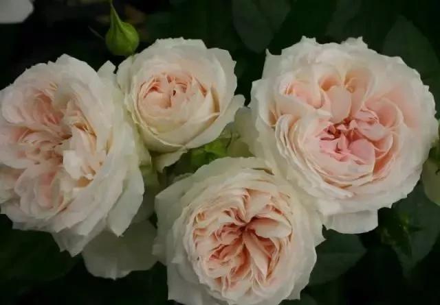 给大家介绍一下玫瑰品种,玫瑰的品种及特点介绍