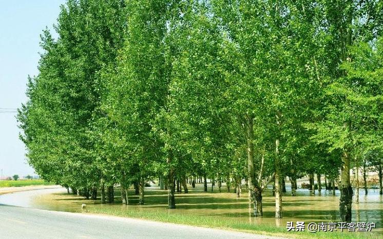 真火壁炉适合什么木材,真火壁炉燃料