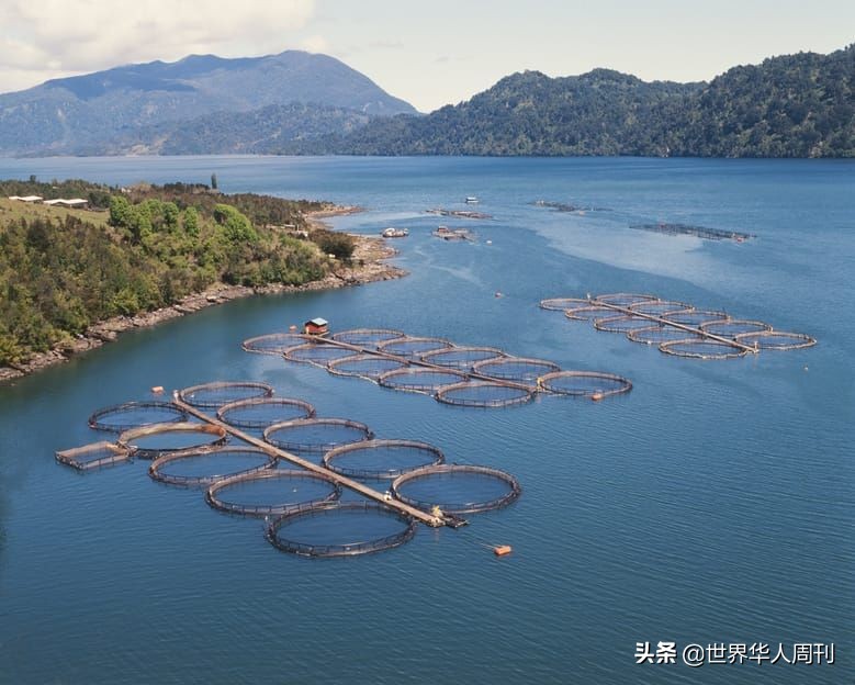 三文鱼是怎么杀死寄生虫的,吃三文鱼感染寄生虫会怎么样