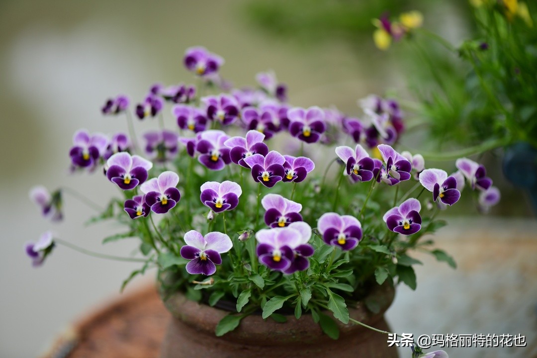 徒长花草怎样处理,徒长的树木怎么处理