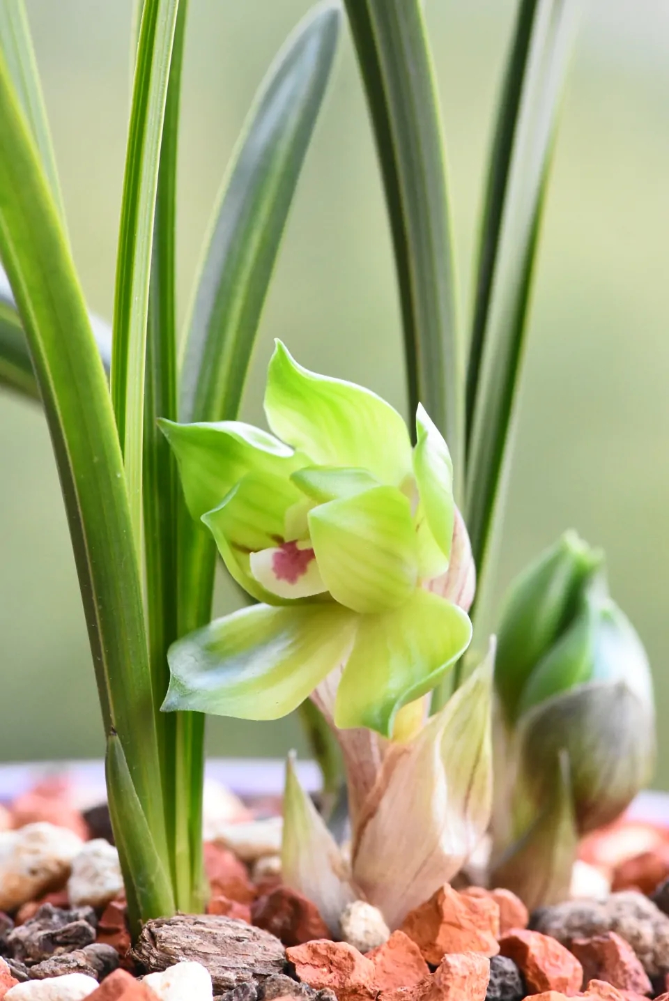 这“38种花”，当你开始收集品种时，你已入坑颇深