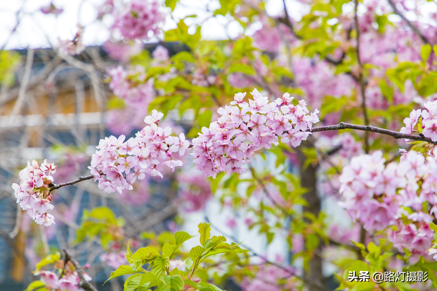 2020日本赏樱花路线,赏樱季去日本看全球最美樱花