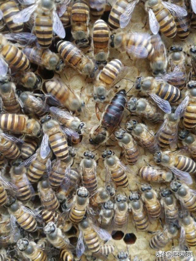 怎样识别一日龄蜂幼虫,幼虫病怎么回事