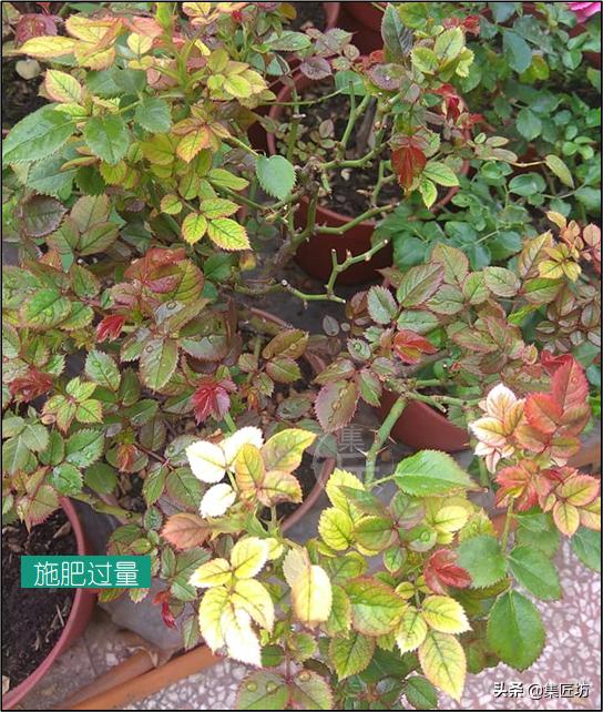 花木叶子枯黄怎么处理,花木叶子萎了怎么补救