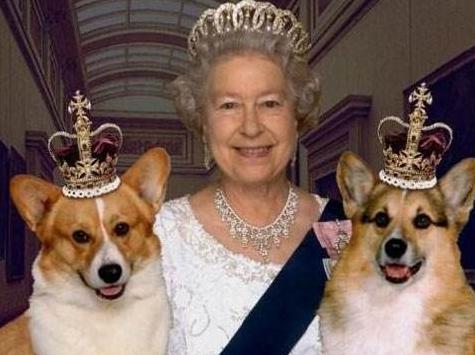 十大最适合懒人吉娃娃养的狗排名,这5种宠物狗生命力顽强