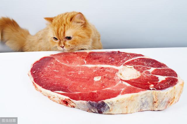 猫尿道堵塞的症状是什么,15天小猫会尿道堵塞吗