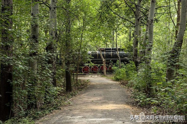 济南秋天的法国梧桐,济南一颗梧桐树