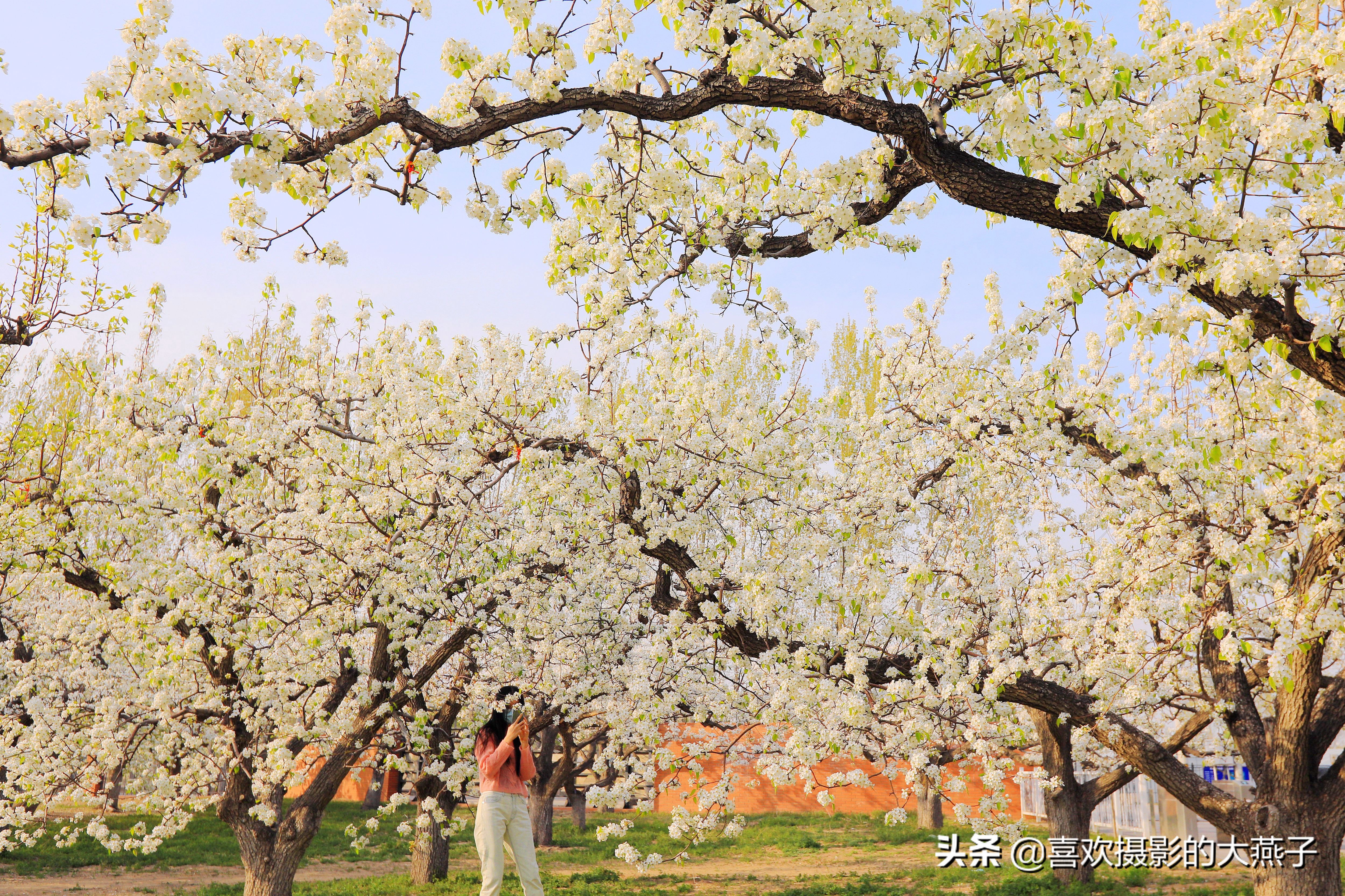 大兴万亩梨花园地点,北京大兴赏梨花具体位置