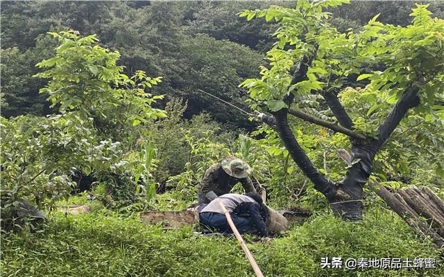 16个养蜂技巧让你轻松养蜂,养蜂这个职业叫什么