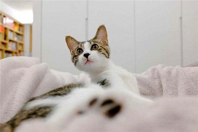 猫咪晚上看不见主人吗,猫咪夜晚看不见能找到吃的吗