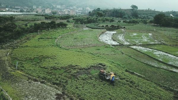 夏季苦夏如何调理,夏季吃5种苦味食物胜过进补