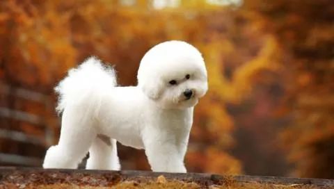 盘点那些老人养的巨型狗,8-10年寿命的狗狗