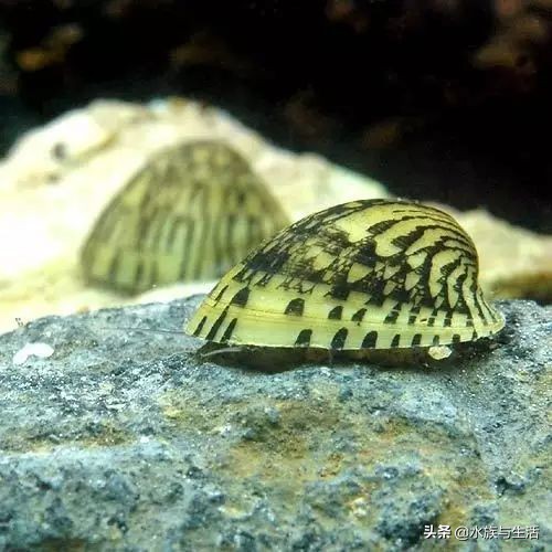 鱼缸除藻能手排名,鱼缸过滤除藻能手