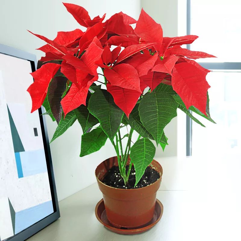 家中常见的这6种花草都有毒！平时养护要小心