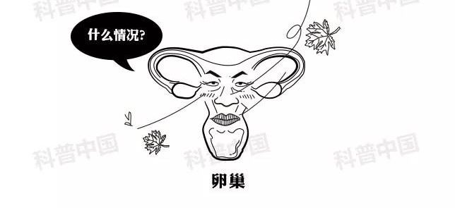 避孕药药理科普,医学科普避孕药的功能和原理