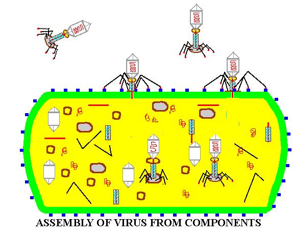 科普病毒如何入侵人体,病毒在体内的繁殖过程