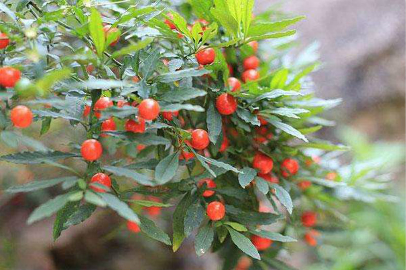 家里最毒的8种花,这四种花养在家里有毒