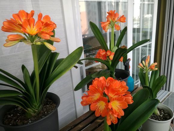 君子兰从配土到开花的五种步骤,君子兰怎么样繁殖出小的君子兰