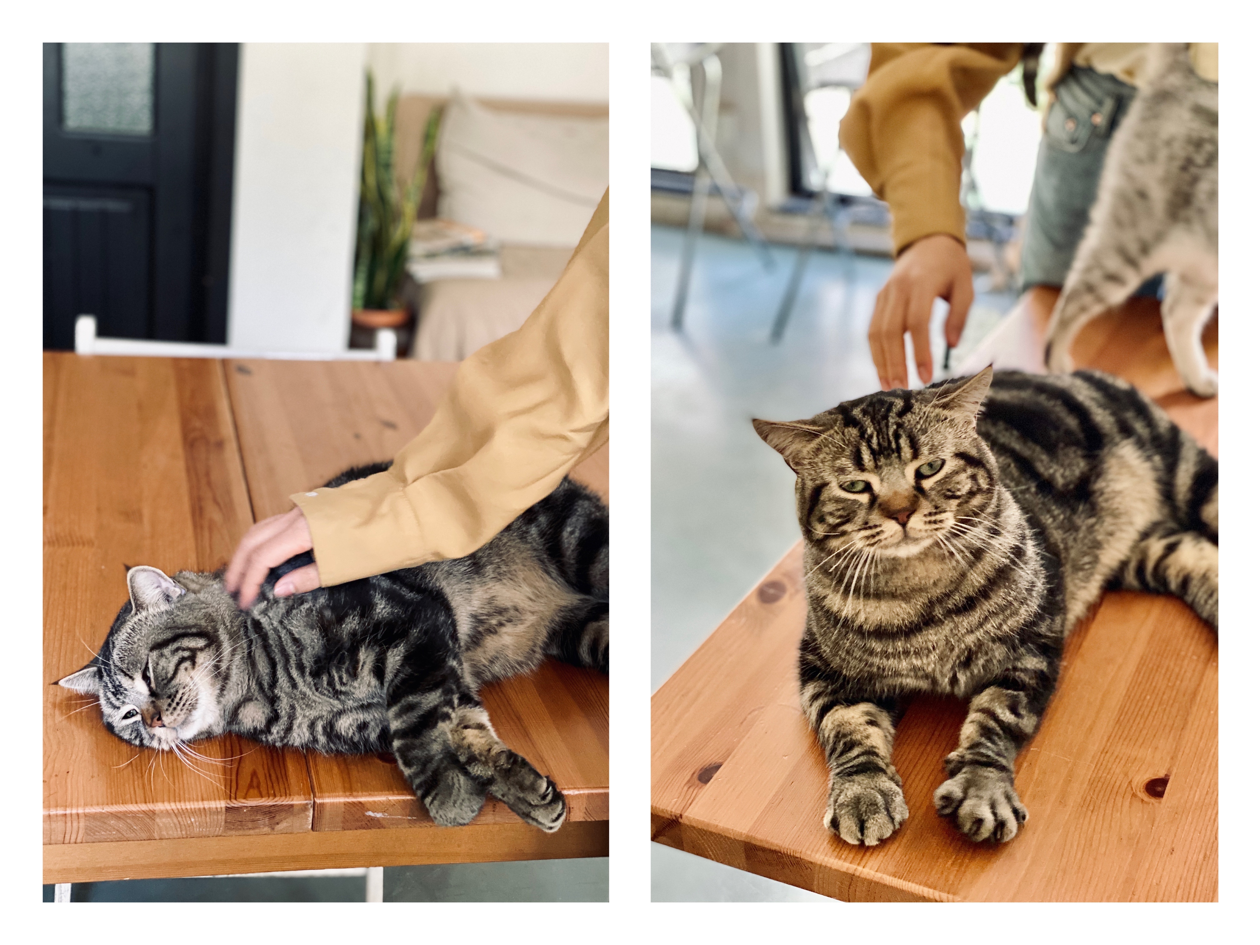 撸动物的网红店顺德,撸小动物的网红店北京世纪金源