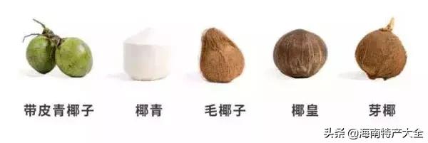 椰子在海南是一种怎样的存在，你真的懂它吗？