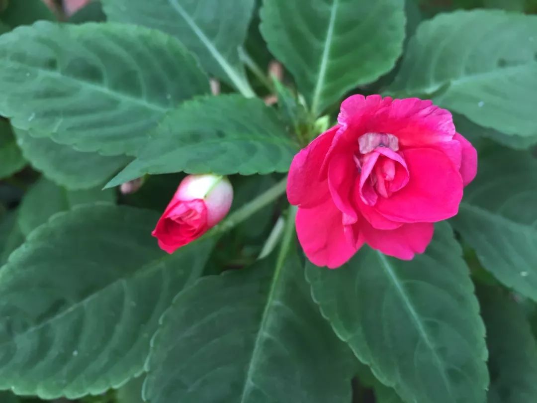 江阴嘉茂国际花鸟园,江阴嘉茂国际花鸟园什么时候再开