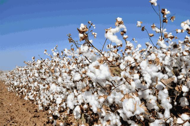 这是什么神仙四件套!轻快时髦温柔俏皮,*疆新**棉细腻柔软好睡极了